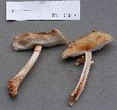 Amanita rubescens image